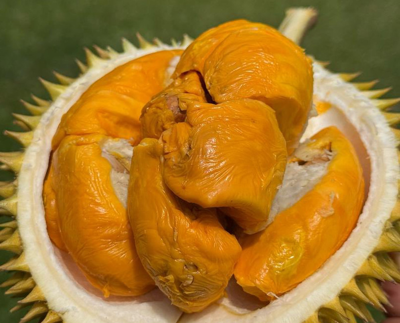 Bunga Merah Kuala Kangsar