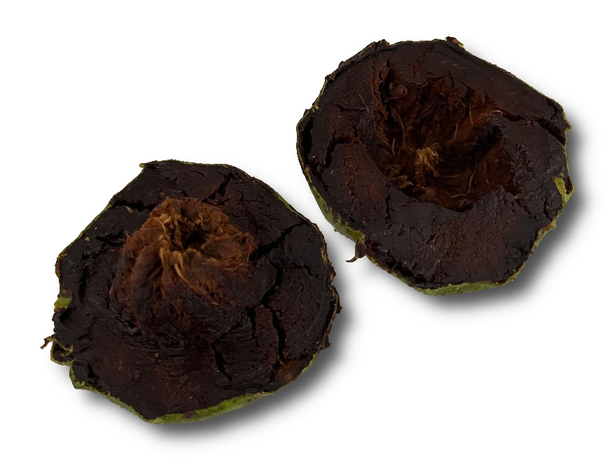 Black Sapote Wilson